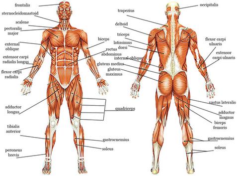 These are your muscles. Understand the big groups, then work them regularly.